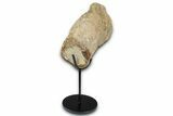 Polished Fossil Mosasaur Vertebra w/ Metal Stand - Texas #350881-1